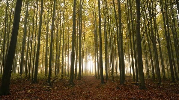Magický les cestou na Rabštejn